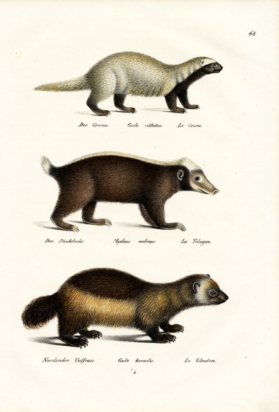 Vielfraß, 1824 von Karl Joseph Brodtmann